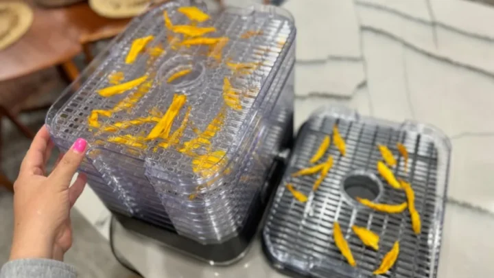 frozen fruit slices dehydrator stainless steel trays