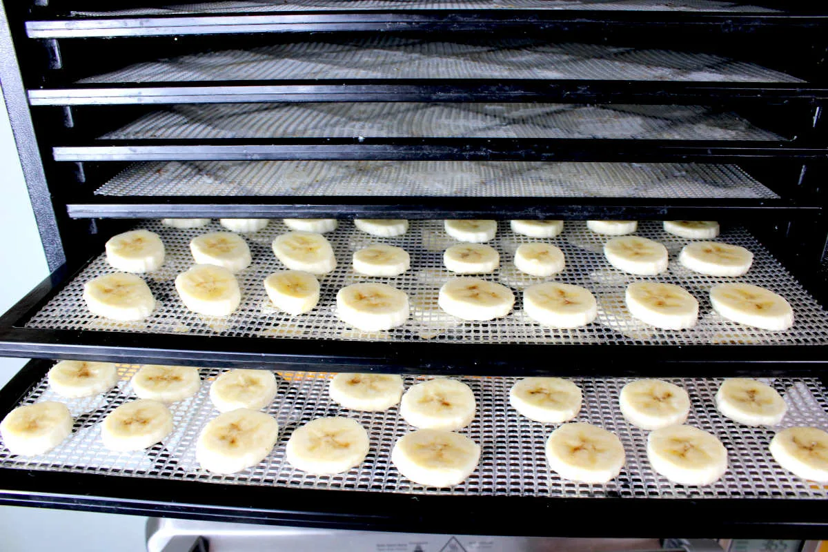 what temperature and cooking time for crispy sweet banana chips in compact stackable food dehydrator